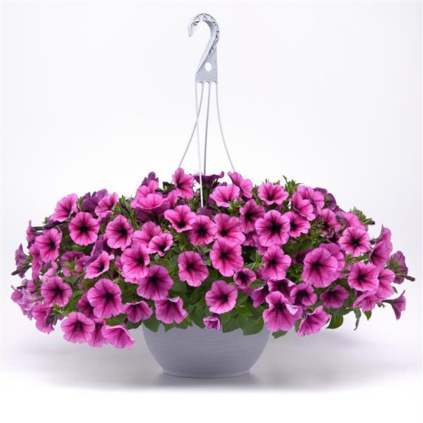 Petunia Easy Wave Rose Fusion (4111)